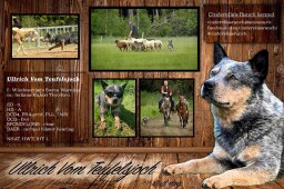 letáček krycí pes